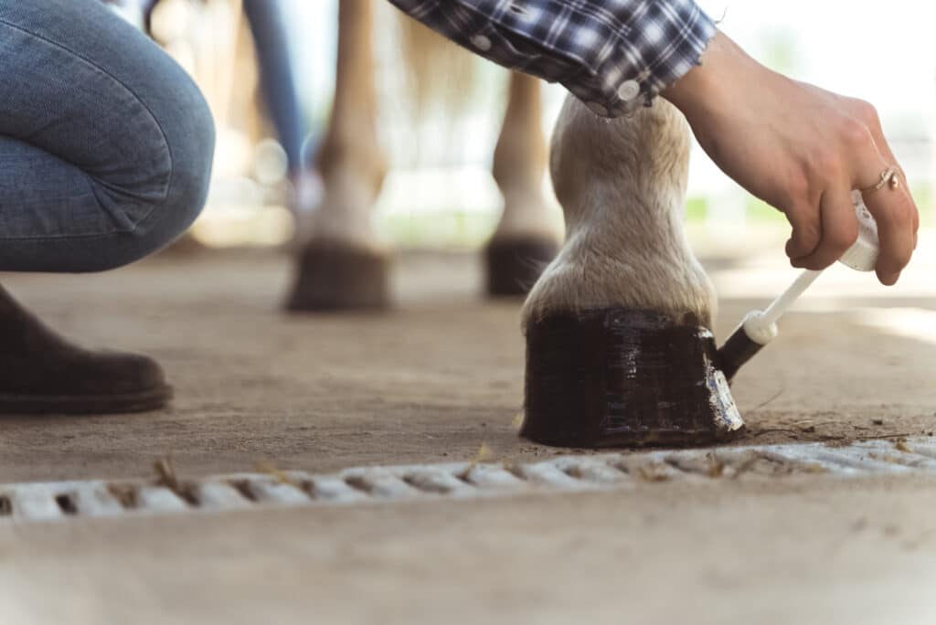 Hands of a girl painting horse hoof. Light brown horses hooves being painted by its owner. Taking care and grooming of horses concept. Hoof care.