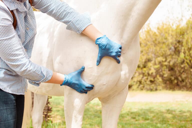 The Trainer's Loft Horse Liniment, A vet inspects a white horse. Love, medicine, pet care, trust, happiness, health. shoulder, sprain, ligament, muscle. Pain sickness unhappiness close up