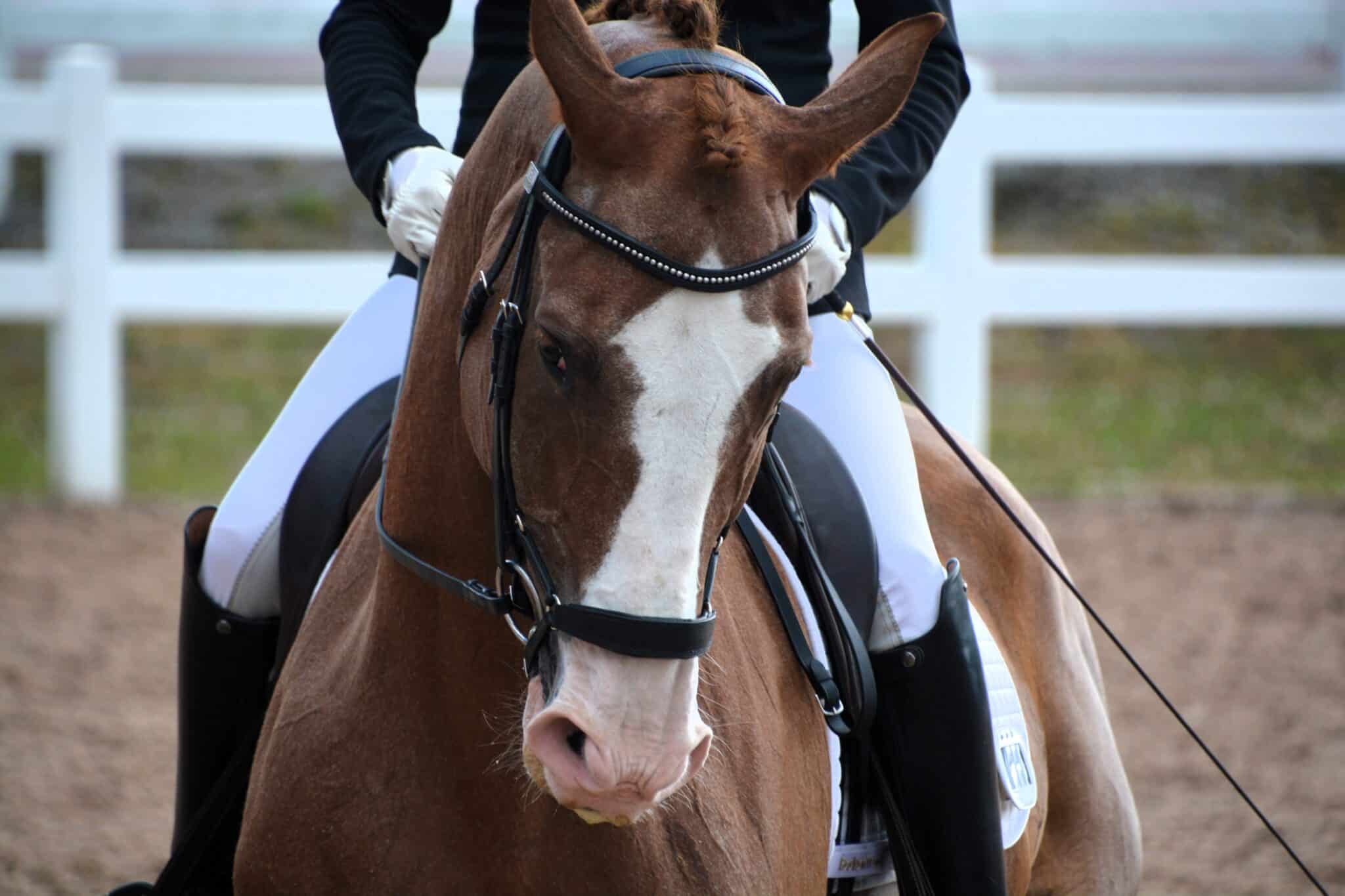 The Trainer's Loft Riding Breeches, A closeup of a bay horse with white blaze as the rider readies to enter the dressage ring for a competition.