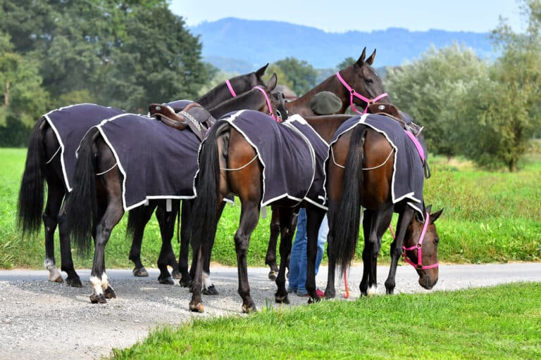 The Trainer's Loft Winter Horse Blanket, Group of polo horses waiting for the game. Horizontal, back view.