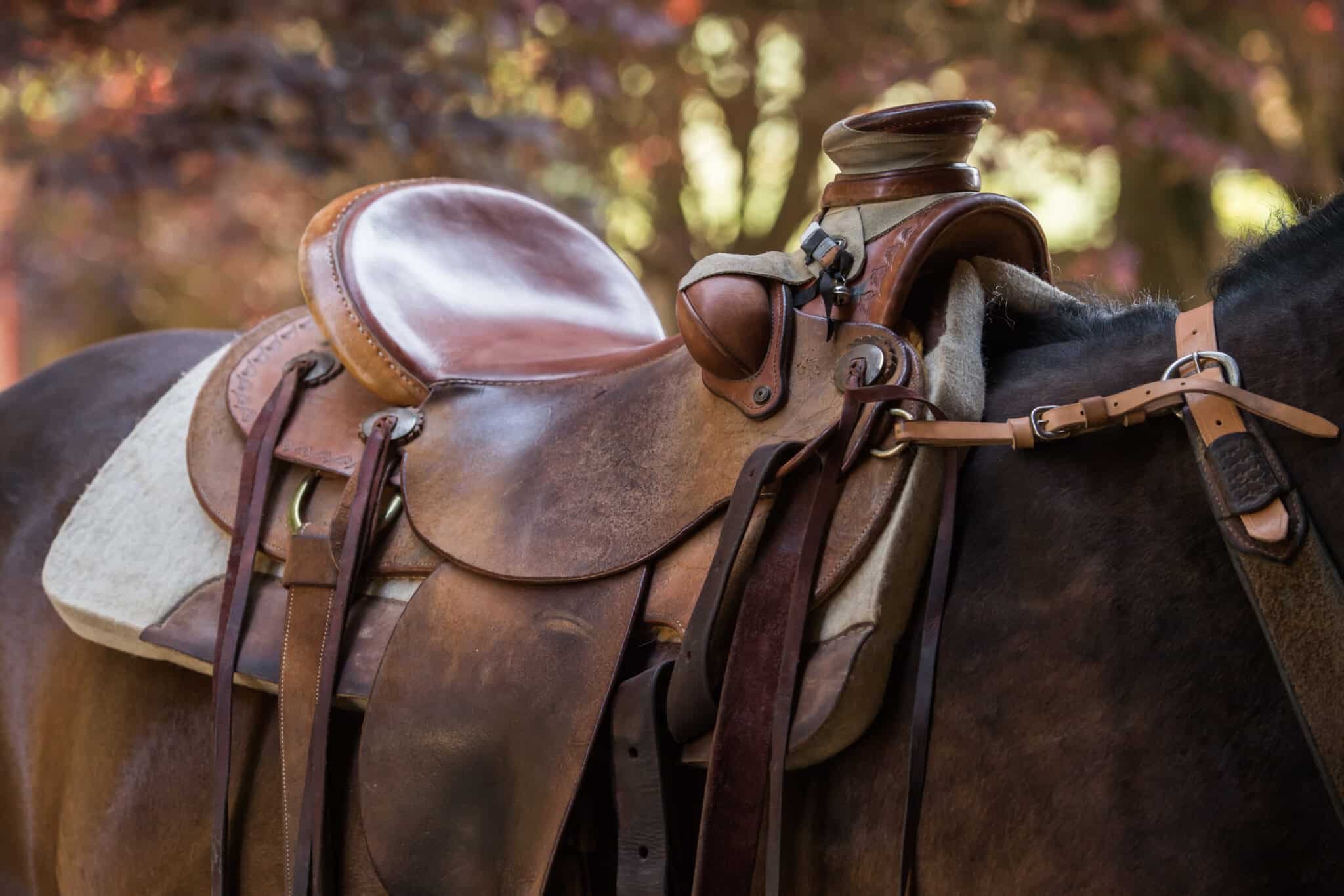 The Trainer's Loft parts of a western saddle, Detail of a wester wade saddle in a beautiful sunset light